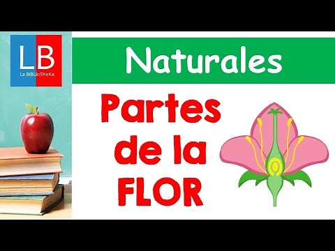 Parts of the Flower for Children ✔👩‍🏫 Primary School
