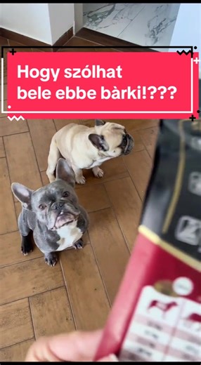 Fluffy French Bulldog Moments in Miami