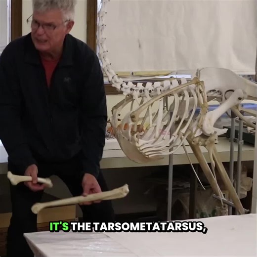 🦤 Have you ever seen an OSTRICH skeleton up close?! It’s one of the most fascinating bird skeletons on Earth—and it might surprise you how much it has in common with both humans and other birds. In this clip from the Birds of a Feather Talk Together Podcast, Field Museum ornithologist John Bates takes us inside the anatomy of an ostrich, breaking down: How ostrich bones compare to human skeletons What makes flightless birds so unique The surprising similarities between ostriches and other bird 