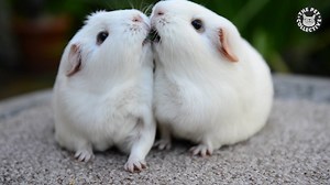 411K views · 5.1K shares | Guinea pigs are SO COOL: | The Pet Collective | Facebook