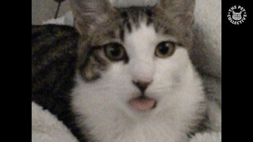 Brings a whole new meaning to the phrase: "Cat got your tongue?" | The Pet Collective