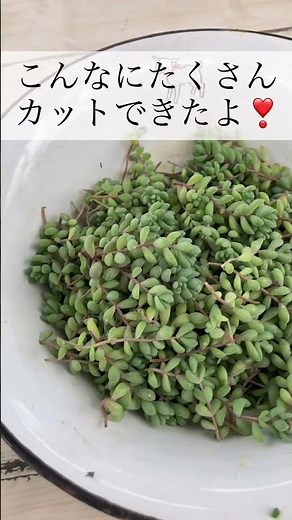 ガーデニング 多肉植物 浜松 みやざき農園 セダム パープルヘイズ 増やし方