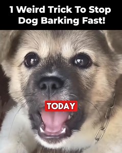 52 reactions · 14 comments | [Video]: 3 Simple Steps To Stop Dog...