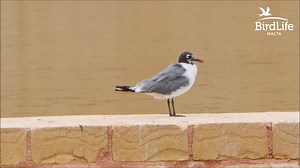 On Thursday 9 May, we were surprised to find an adult Franklin's Gull resting besides an adult Greater Flamingo at Għadira. If accepted by the Malta Rarities and Records Committee this constitutes the first record ever for the Maltese Islands. The #FranklinsGull (Maltese name: Gawwija tal-Kanada) only stayed for around 10 minutes and flew off towards Għadira Bay. Fortunately the gull was relocated at Salina Nature Reserve a few hours later where it was observed and photographed by a number of bi