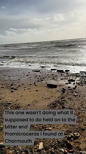 105K views · 782 reactions | This one didn’t want to spilt the way I wanted it to promicroceras ammonite from Charmouth | Charmouth Fossils | Facebook