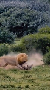 17K views · 368 reactions | Animal Planet TV on Reels | Facebook