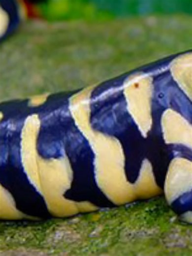 Rare Wild Giant Axolotl Found in Sewer!