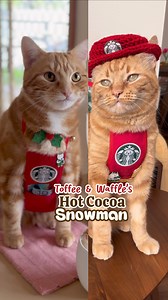 Purrista Waffle is teaching Trainee Toffee & YOU how to make a purrfectly adorable & yummy hot cocoa with marshmallow snowman! ⛄️🍫🐈 Hot Cocoa Recipe 🍫30g or 1/4 cup chocolate chips/pieces 🍫5g or 1tsp white sugar 🍫200ml or 3/4 cup wholemilk 🍫Pinch of salt (optional) 🍫Whipped cream 🍫Crushed candy cane or cocoa topping Snowman ⛄️ 2 marshmallows ⛄️ Pocky sticks ⛄️ melted chocolate & toothpick 1. To create marshmallow snowman, break ends off 2 Pocky sticks for his arms. Use the chocolate cove