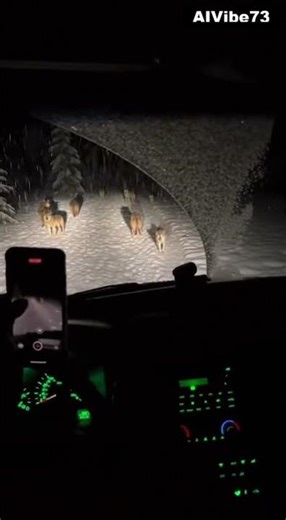 Wolves Surround a Van at a Dark Forest Stop — Then One Attacks the Windshield