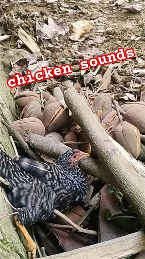 chicken sounds