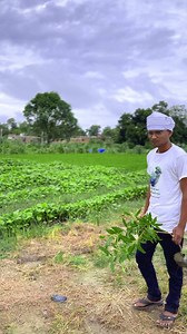 6.5K reactions · 88 shares | ☝️Our vision 14 lakh tree planting #tree #trees #treeplanting #treelovers #treeservice #treeplantner #trendingreels #trending #trendingsongs | Murali Manohar Kushwaha | Facebook