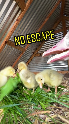 Reply to @chaotic_foothills I fixed my gosling escape problem. I think.