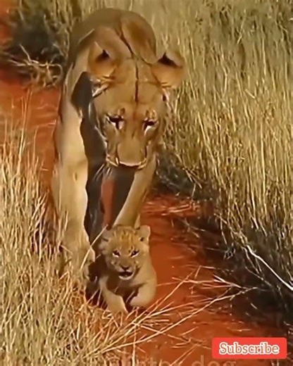 Cute little naughty lion cubs playing with lions#funny#shorts#animals#lion#comedyshorts#tigercubs