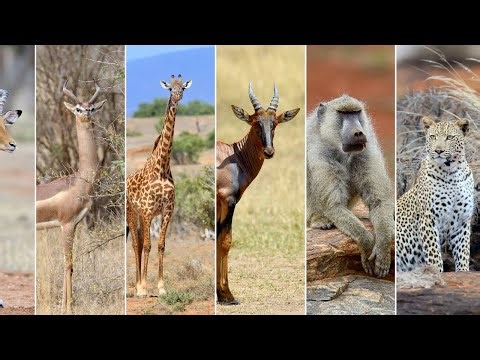 Relaxing Animal Compilation – Lions, Cows, Monkeys & More | Stress Relief Video