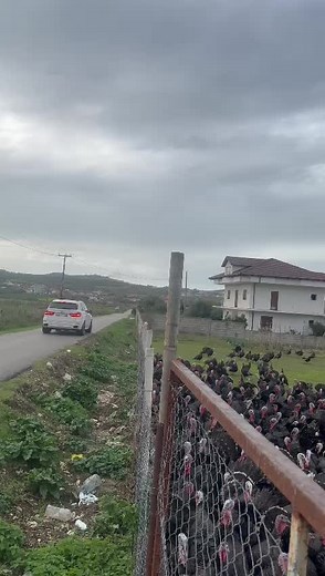 ferma barjamaj (@ferma.barjamaj)’s videos with original sound - ferma barjamaj