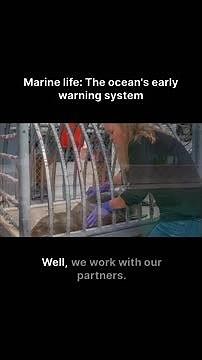 Why sea lions are our first warning system for ocean health 🌊