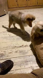 The Wolf and Dog Development Centre on Reels