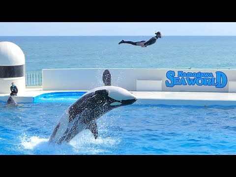 【鴨川シーワールド】圧巻シャチパフォーマンス！