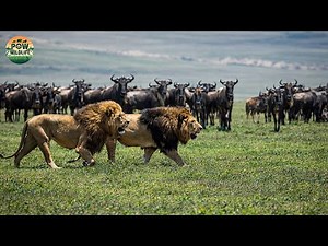 Savage Africa – Lion vs Prey: The Ultimate Battle for Survival | Wildlife Documentary