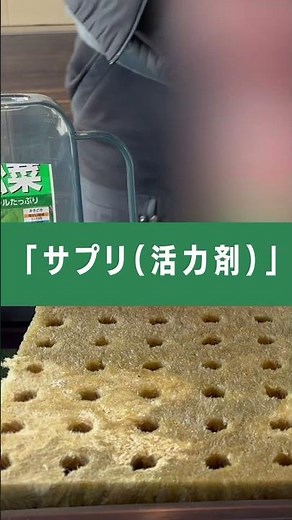 【未来の家庭菜園】水だけで育つ小松菜の全記録｜肥料別の成長差と絶品レシピ3選