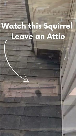 Watch this squirrel run out of this attic in Athens, GA
