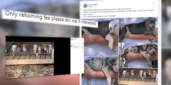 ON YOUR SIDE: Facebook hackers using puppies to steal money
