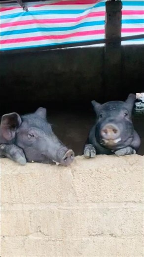 Simple but Super Nutritious Homemade Pig Feed! #pigfeed #farmingtips