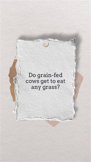 Whether the beef or milk you buy is labeled as being from grass-fed cows, grain-finished, organic, or anything in between, most of their diet throughout their life was some type of grass whether it be dry hay or silage or grazing straight off the field. Grain doesn’t replace grass in a cow’s diet; it supplements it.
