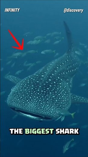 How Whale Sharks Actually Eat