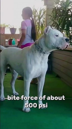 Dogo Argentino vs Pit Bull Fight