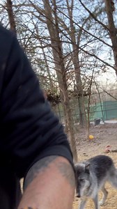 20K views · 4.1K reactions | Behave and be nice to waffles. I’ll be back in 4 days. #Odin #waffles #gone #begood | James Smith | Facebook