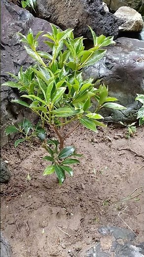 自宅の庭に､シキミを植えました。