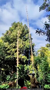 1.4K views · 9.6K reactions | #Amazing smart farming 狀樂 | Asare Obed | Facebook