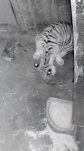 Malayan tiger mom, Ava, welcomed five cubs into the world overnight on August 8 and 9. 🐯 We’re so excited to share this special birth footage with you. Every birth is a big win for this critically endangered species, and we can’t wait to watch these little cubs grow under the care of their mom and our amazing animal and veterinary staff. | Tulsa Zoo