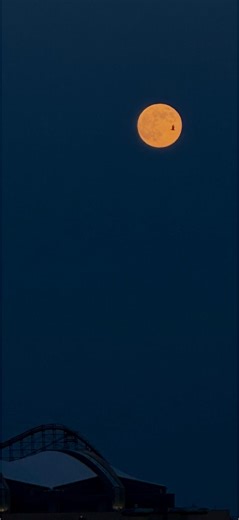 The Moon and the lone Seagull 🌕. #wildwoodnights #wildwood365 #wildwoodbeach #wildwoodnj #wildwoodnjboardwalk #boardwalk #beach #vacation #vacay #wildwoodcrest #wildwood #nj #newjersey #watchthetramcarplease #wildwood #wildwoodcrest #northwildwood #capemay #capemaycounty #restaurant #diner #wildwooddays #wildwoodhotel #food #foodie #thereef #adventureroceanfrontinn #locallivingnj #jerseyshorefamilyvacation @topfansWildwood 365Wildwood BoardwalkWatch The Tramcar PleaseWildwoods, New JerseyWWHT I