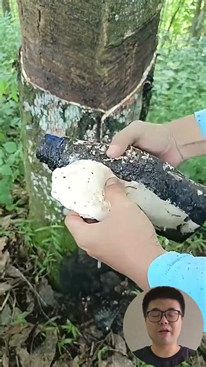 Rubber Tree Tapping Process #Farming #Tools #Efficiency
