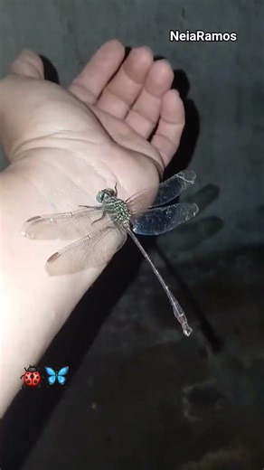#shortsviral#insetos#insects#butterfly#libélula#joaninha#insetos#amor#deus