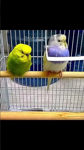 Inside Dubai's biggest pet market 🇦🇪🦜 #DubaiVlog #PetMarket #Shorts