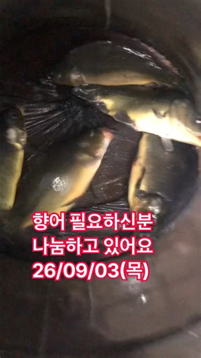 향어 필요하신분 #메기낚시 #향어낚시 #낚시조황 #낚시입문 #낚시의삶 #낚시사랑 #낚시영상 #낚시실패 #생활꿀팁 #fishing