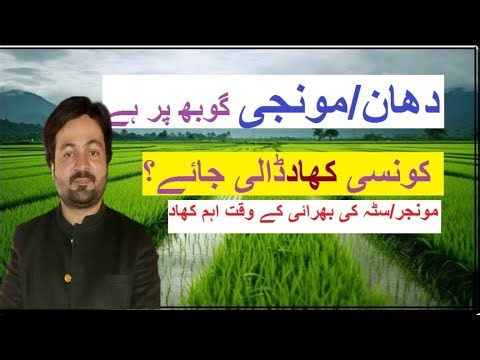 Best Fertilizer For Paddy Crop on Booting stage