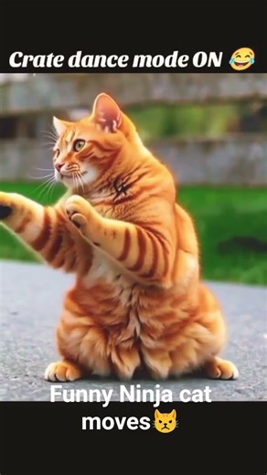 Karate Cat in Crate 😂🥋 #ShortsFunny Ninja Cat Moves 🐱🥋Cat Kung Fu Training Session 😂 #funnyreel #cat