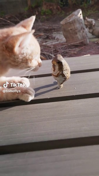 おもちとおすし: 可愛いカエルの世界