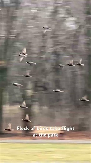 Flock of birds take flight #flock #birds #wildlife #flight