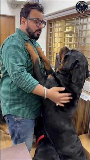 Lady Ollie's Silent Snub: When Rottweilers Hold A Grudge #shorts #namitaology #rottweiler