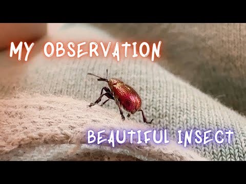 Beautiful Metallic Weevil Macro | Shiny Red-Golden Beetle Close-Up