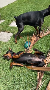 They are part of every moment... walks, naps, and snack runs. So I make sure they shine in every moment too. Real ingredients from Open Farm = one seriously shiny coat. | Axel the Doberman