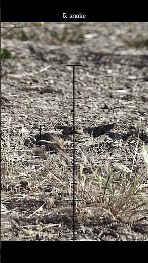 #movie 🔥 The Ultimate Test: Chris Kyle's Sniper Training & The Rattlesnake