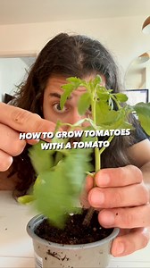 2M views · 30K reactions | How to grow tomatoes with a store-bought cherry tomato!  Next time you have tomatoes going bad, don’t throw them out! Instead, do this and have more coming your way! . . . . #tomato #lifehack #planttips #gardening #garden #plantbased #diy #tipsandtricks #grow | creative explained | Facebook