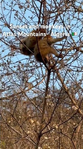 A beautiful sunset view and monkeys in Atlas Mountains - Algeria 🇩🇿 🌅