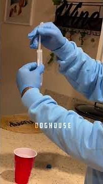 Dog semen collection